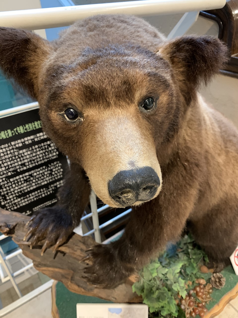 ヒグマ、ホッキョクグマ、マンモス？！恐竜！！ | 北海道・札幌の